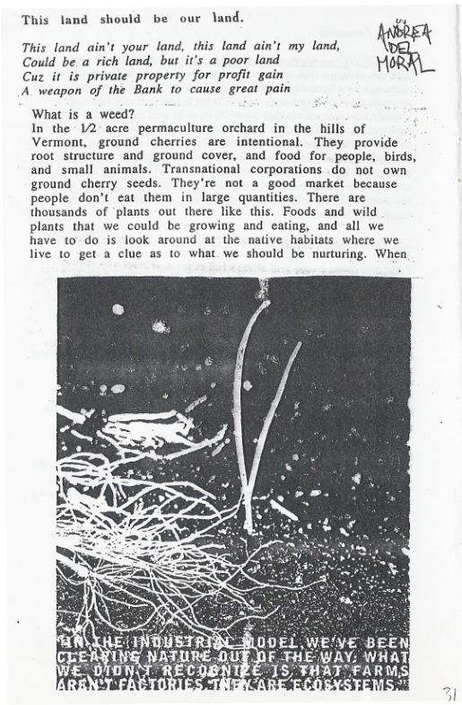 This land should be our land. =  This land ain’t your land, this land ain’t my land, Could be.a rich land, but it’s a poor land ﬂﬁ Cuz it is private property for profit gain A weapon of the Bank to cause great pain  What is a weed?  In the 12 acre permaculture orchard in the hills of Vermont, ground cherries are intentional. They provide root structure and ground cover, and food for people, birds, and small animals. Transnational corporations do not own ground cherry seeds. They’re not a good market because people don’t cat them in large quantities. There are thousands of ‘plants out there like this. Foods and wild plants that we could be growing and eating, and all we have t0-do is look around at the native habitats where we live to get a clue as to what we should be nurturing. When  